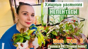 ТОП 5 НЕПЕНТЕСОВ ⚠️, которые доступны в цветочных магазинах. 6-й бонусный😜