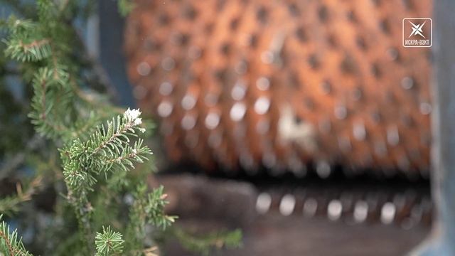 Живая ёлка осыпается? Подарите ей вторую жизнь! смотреть онлайн