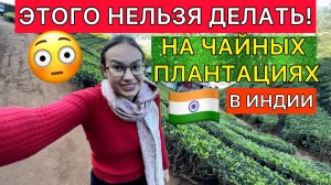 Английский курорт в Индии, о котором вы не знали. Леса из фильма ужасов и чайные плантации