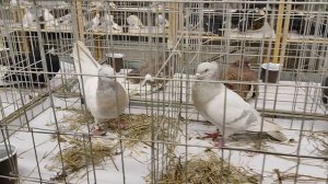 18.01.2026г Выставка в ЦСКА Москва ч.5