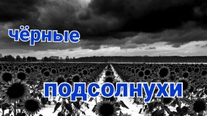 Чёрные подсолнухи