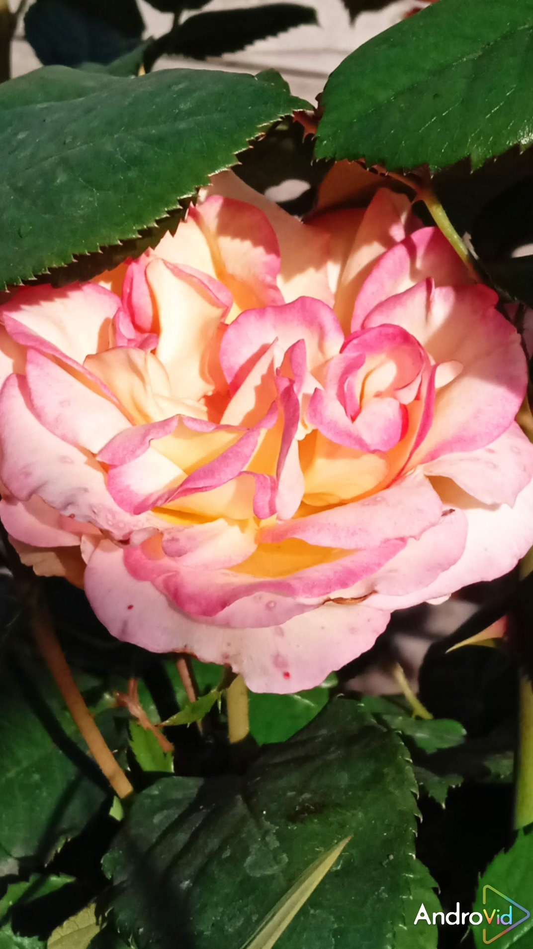 Пусть снега! Из мира белого, в розовый! 🥰 22-01-2026 смотреть онлайн