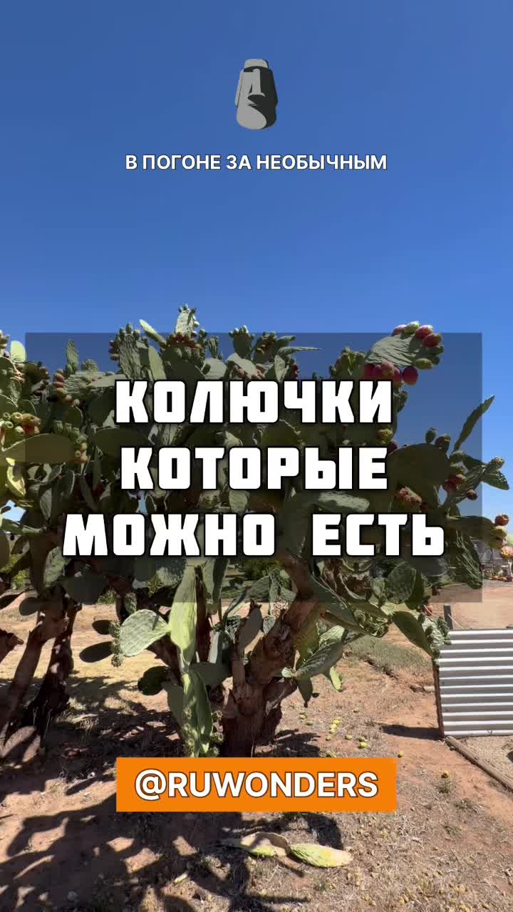 Вкусные колючки Австралии смотреть онлайн