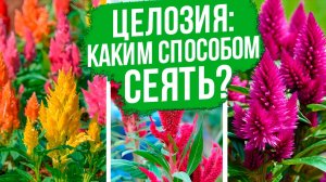 Посев целозии через рассаду. Прямой посев целозии. Как правильно?