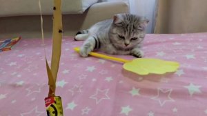 Кошка которая ловит мух