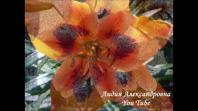 2144.  Лилии в моём саду.ВПЛ.