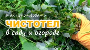 Как ИСПОЛЬЗОВАТЬ ЧИСТОТЕЛ в саду и огороде