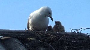 Вот это да. Гнездо чаек на крыше дома.