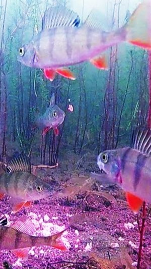 КАК КЛЮЁТ ОКУНЬ!