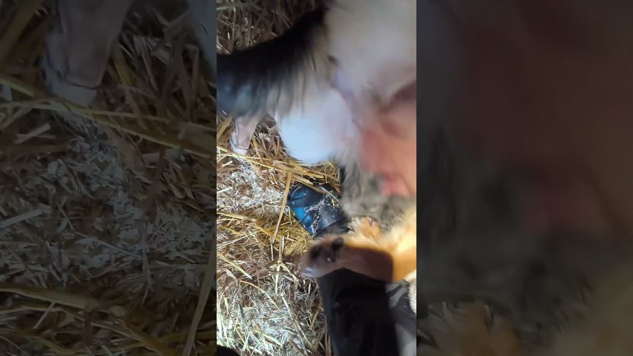 Смесь корги с котом - меня зовут Елана! Волонтеры 