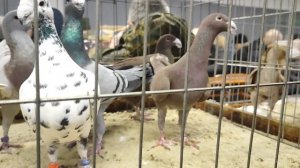 18.01.2026г Выставка в ЦСКА Москва ч.8