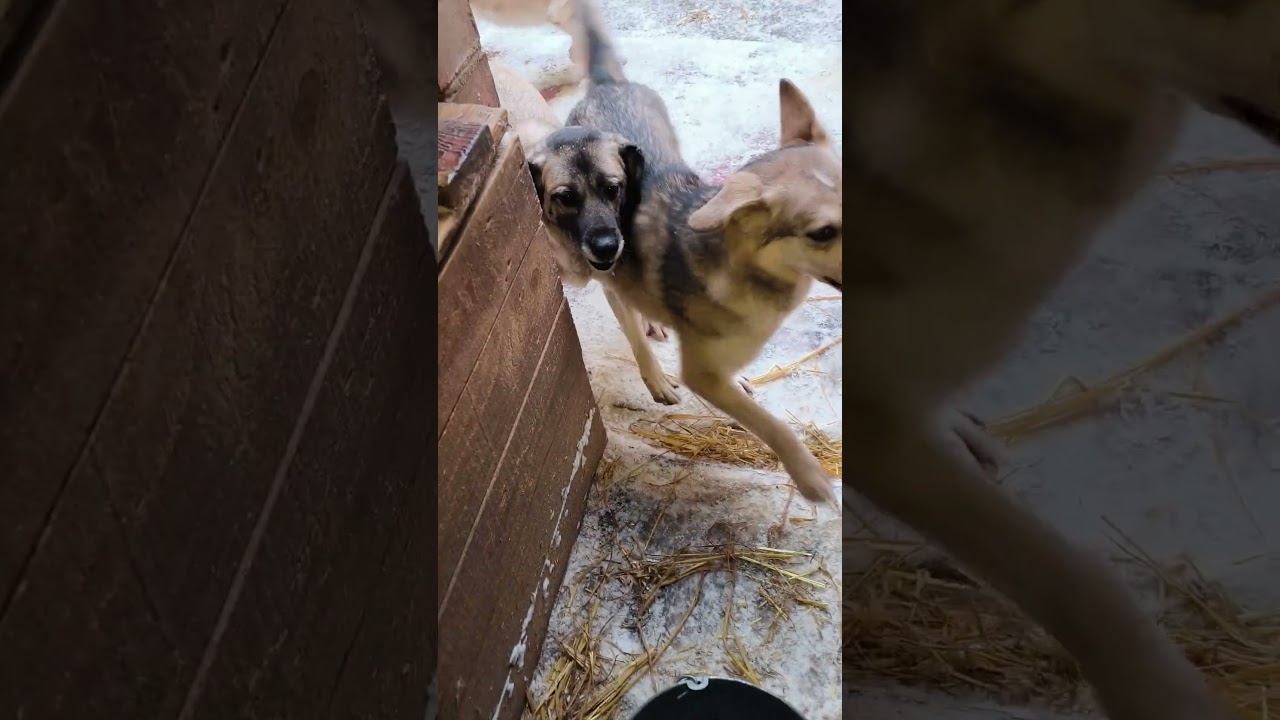 Мама Нюши и Илюши проказница! Волонтеры 