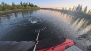 ОЧЕНЬ МНОГО РЫБЫ! ЕСТЬ ЗАЧЕТНЫЕ ЭКЗЕМПЛЯРЫ!!!