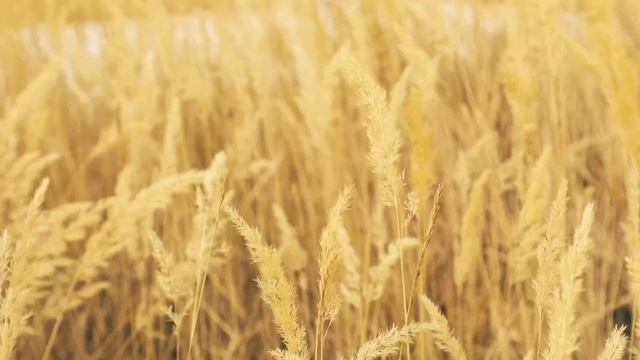 Грибы Шампиньоны смотреть онлайн