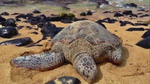 326. Пайя и Маалаэа, Гавайи, США