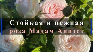 Стойкая и нежная роза Мадам Анизет