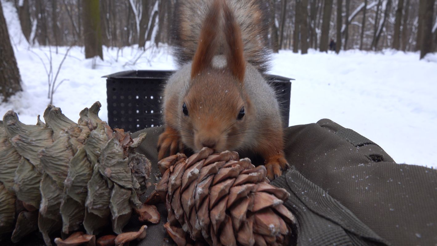 Белки и шишки. Зарисовка смотреть онлайн