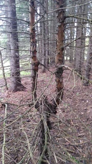 ✔Кукушка✔