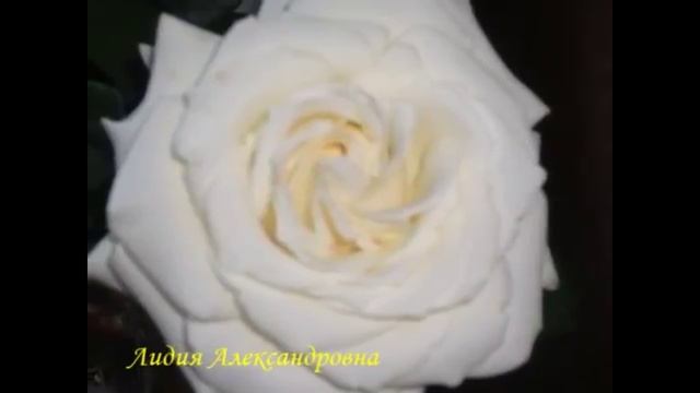 2148.   Розы в моём саду. ВПЛ.