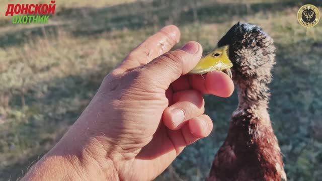 Охота на утку с подхода смотреть онлайн