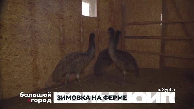 ЗИМОВКА НА ФЕРМЕ. Большой город 22/01/2026 смотреть онлайн