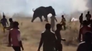 Слон-убийца забрал жизни 22 человек в Индии