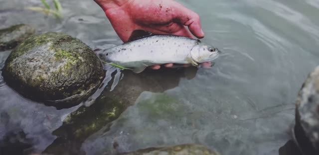 Горы Кавказа смотреть онлайн