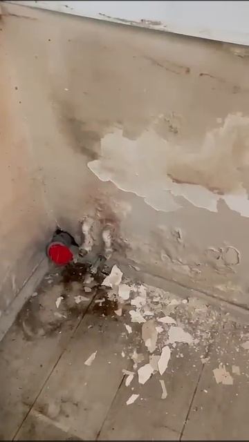 Удаление плесени в Москве и Московской области