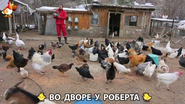 Содержание кур в домашних условиях и других птиц во дворе у Роберта 🐣🐤🦆🐔🪿🦃 (400) смотреть онлайн