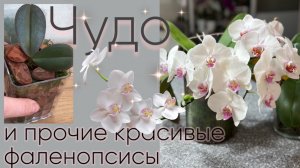 Листья не зубы-отрастут Phal. Allura Caramba и другие красивые орхидеи