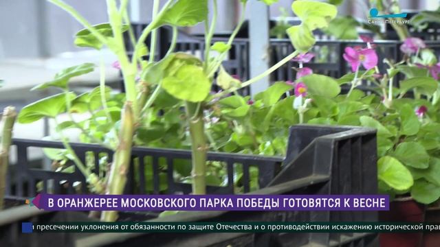 В оранжерее Московского парка Победы готовятся к весне смотреть онлайн
