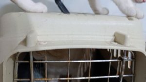 Пришёл погреться бездомыш