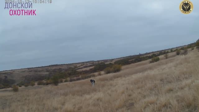 Охота на косулю - Оказалась удачной . Трофей добыт смотреть онлайн