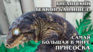 Гигантский Геккон-Бананоед: "Шарпей" в мире рептилий | Интересные факты про рептилий