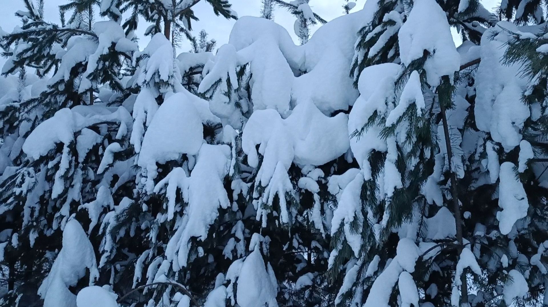 На белом- белом покрывале января