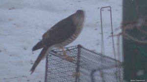 Ловля ястреба ПРОСТЫМ ДРЕВНИМ СПОСОБОМ