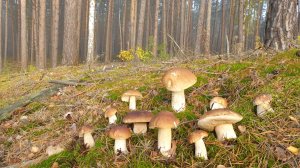 ЭТО ДОЛЖЕН ВИДЕТЬ КАЖДЫЙ ГРИБНИК ! ДЕРЖИТЕСЬ КРЕПЧЕ ЗА СТУЛЬЯ !