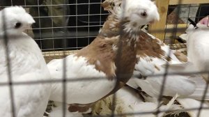 18.01.2026г Выставка в ЦСКА Москва ч.2