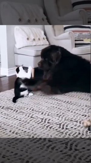 Видео от МЯУтаверс – как метавселенная, но с котами