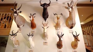 Трофейный дом Василия Шестакова