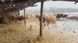 сегодня о животноводстве   очередной день с животноводством