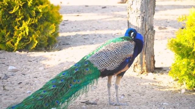 Лучшее в Dolby Vision 12K HDR смотреть онлайн