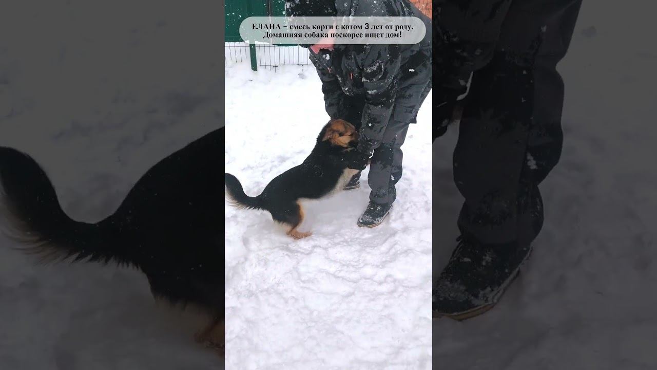 Грустно мне, но я держусь! Новенькая Елана. Волонтеры 