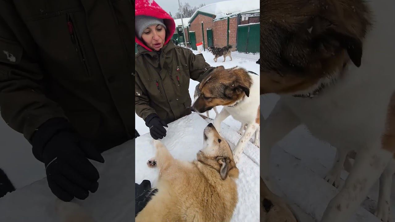 Фике в опасности. Тундра невзлюбила. Волонтеры 