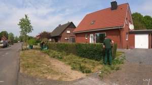 Кусторез. Укорачивание живой изгороди из бирючины вдвое