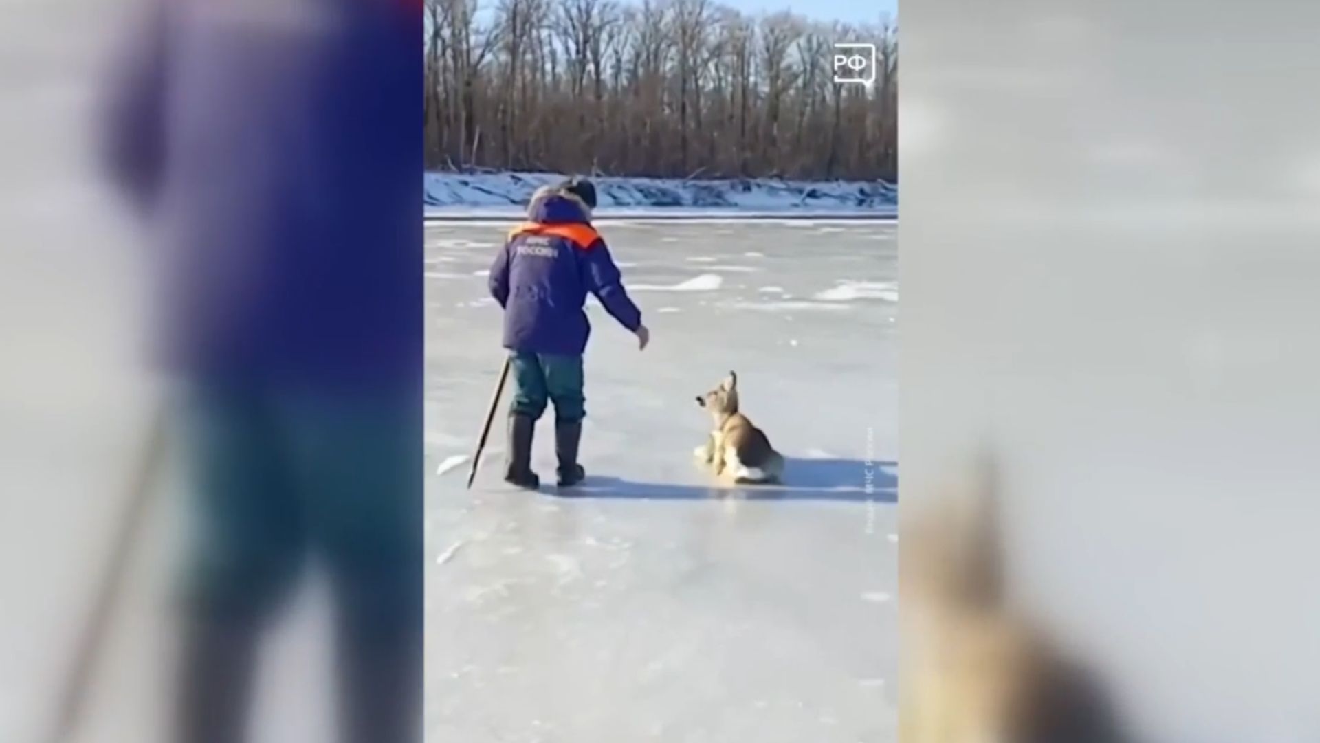 Сотрудники МЧС России спасли косулю из скользкой ловушки смотреть онлайн