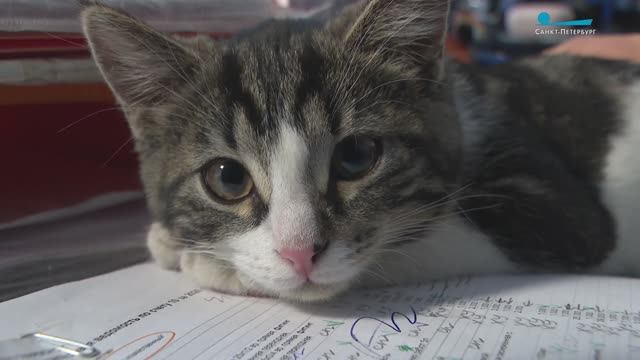 Маруся - мурчащая сотрудница садово-паркового предприятия «Нарвское» смотреть онлайн