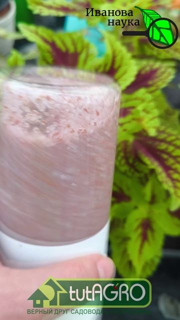 Рассаду поливал жемчужной водой: результат превзошел ожидания!