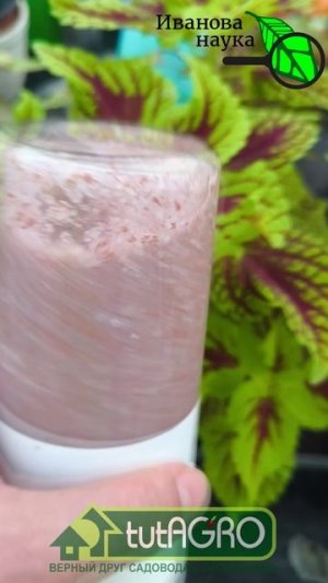 Рассаду поливал жемчужной водой: результат превзошел ожидания!