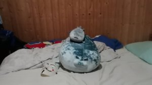 факты про 4-х животных